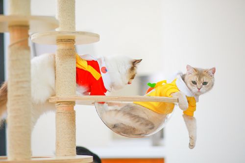 它經濟風潮下 從寵物鮮食到衣架，探索那些意想不到的新玩法