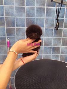 廠家直銷(xiāo)特價(jià)新款泰迪小狗實(shí)木衣柜衣架 寵物衣柜、床與衣架的完美結(jié)合