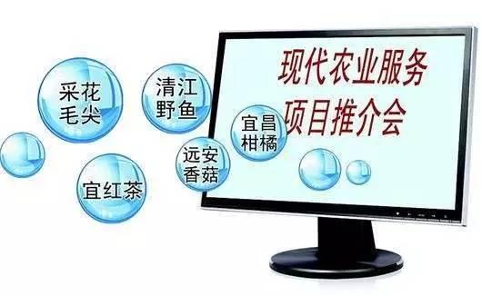 又到柑橘成熟季 湖北宜昌借力電商，破解銷售難題